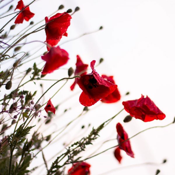 fleurs-coaching fleurs-coaching