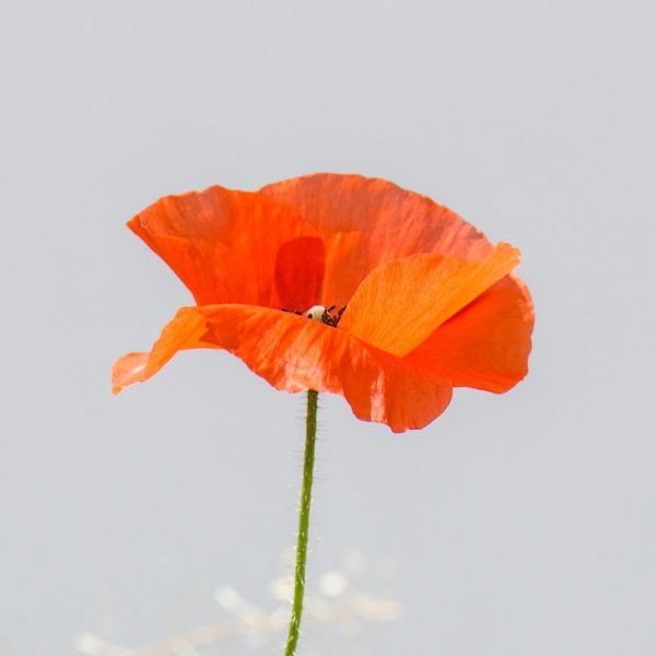 coquelicot-simple coquelicot-simple